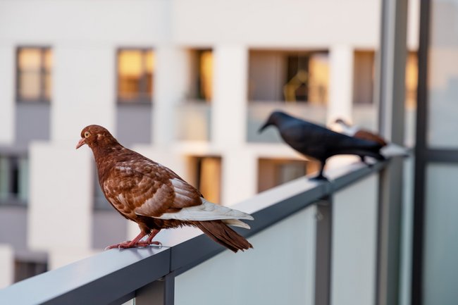 Mietminderung wegen Taubenkot auf dem Balkon?