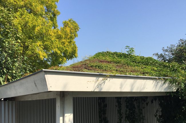 Stadt fördert private Dach- und Fassadenbegrünung